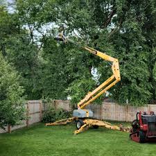 How Our Tree Care Process Works  in  Gouldtown, NJ